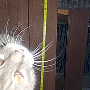 Meowmeow is registered to the contest to win money with this photo: cat, whiskers, measuring_tape, wood, hand, fur, eyes, indoor, pet, close_up, curious, animal, feline, carpet, person, nail_polish, background, wooden_planks, measurement, domestic_cat