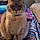 Meowmeow