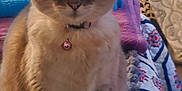 Meowmeow is registered to the contest to win money with this photo: cat, feline, pet, indoor, collar, bell, quilt, blanket, furry, sitting, animal, cute, cozy, home, resting, fur, whiskers, ears, tail, domestic