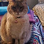 cat, feline, pet, indoor, collar, bell, quilt, blanket, furry, sitting, animal, cute, cozy, home, resting, fur, whiskers, ears, tail, domestic