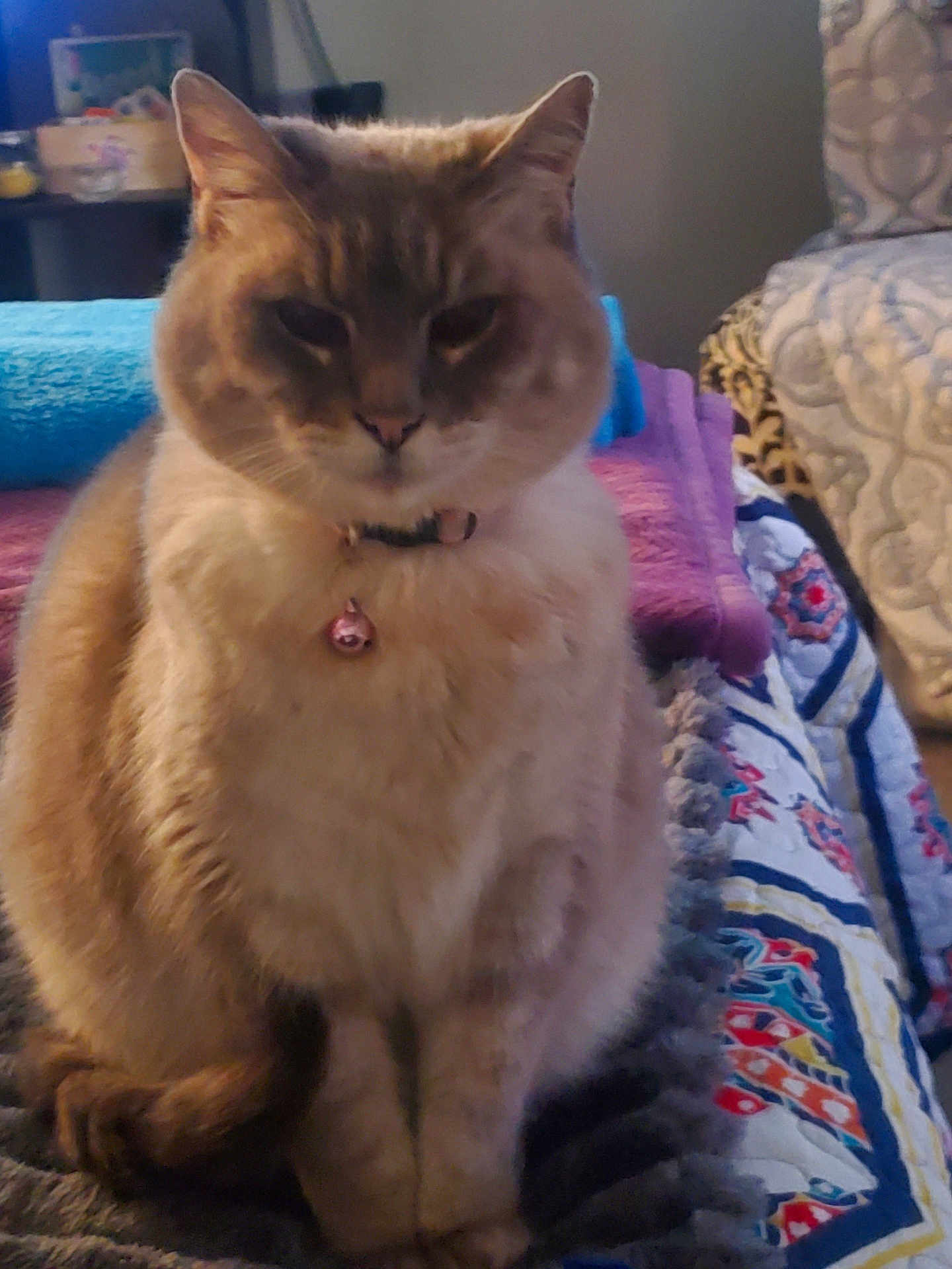 Meowmeow is registered to the contest to win money with this photo: cat, feline, pet, indoor, collar, bell, quilt, blanket, furry, sitting, animal, cute, cozy, home, resting, fur, whiskers, ears, tail, domestic