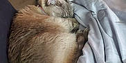 Meowmeow joined the competition — help win amazing prizes! animal, blanket, brown, cat, comfort, cozy, curled_up, domestic, feline, fur, home, indoor, nap, pet, quiet, relaxation, resting, sleeping, soft, warm
