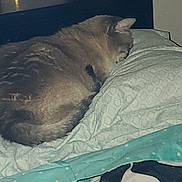 Meowmeow is registered to the contest to win money with this photo: cat, sleeping, pillow, blanket, bed, indoor, cozy, furniture, nightstand, candle, pattern, resting, fur, domestic_animal, pet, quiet, relaxation, comfort, home, animal