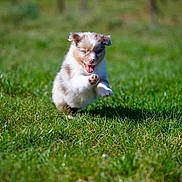 Bella participe au concours pour gagner de l'argent avec cette photo : animal, blue_eyes, bokeh, cute, dog, fluffy_fur, grass, green, happy, joyful, mid_air, motion, outdoors, park, playful, puppy, running, shallow_depth_of_field, sprinting, summer