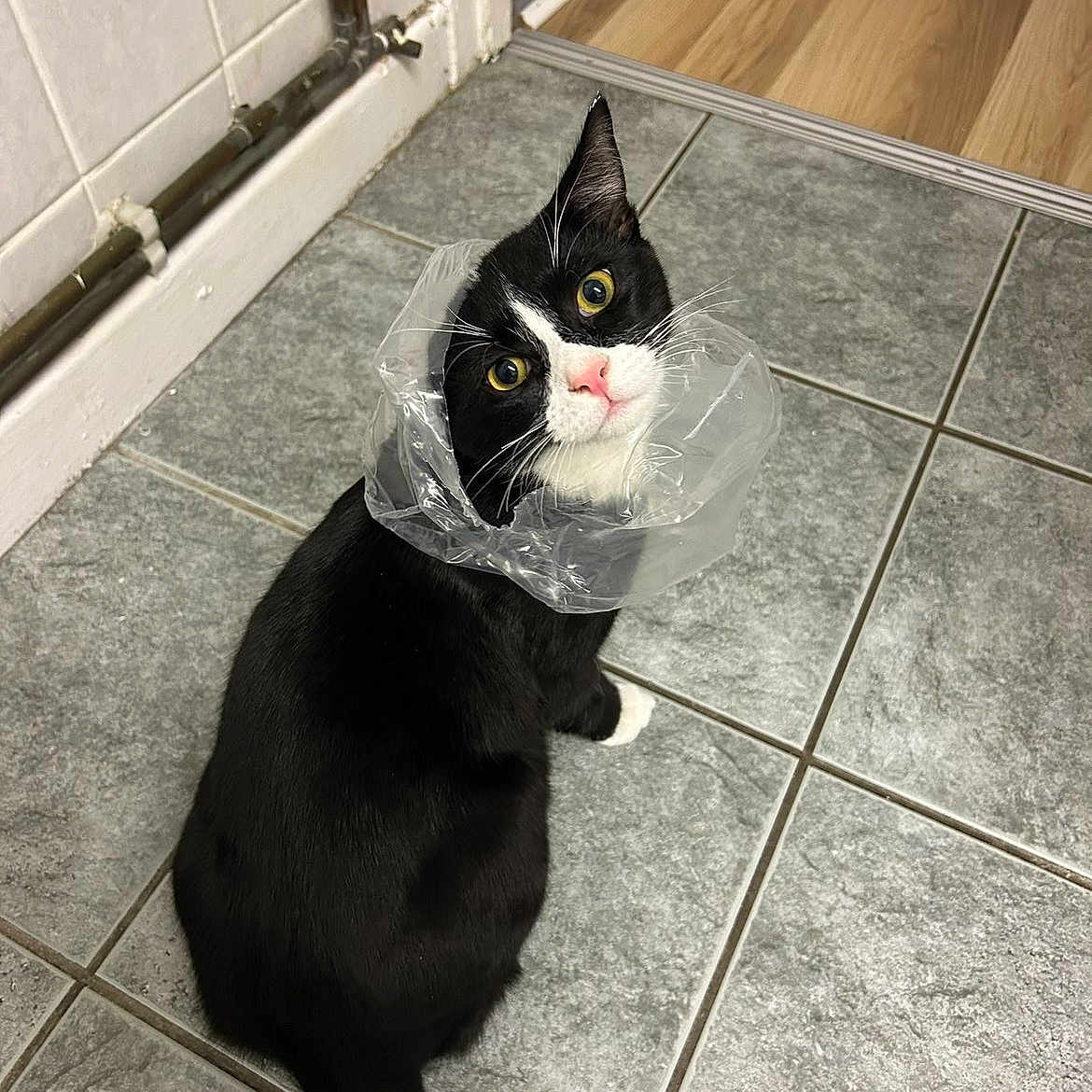 Til is registered to the contest to win money with this photo: animal, black_and_white, cat, collar, curious, cute, domestic, doorway, ears, floor, home, indoor, looking_up, pet, plastic_cone, sitting, tail, tile_floor, tuxedo_cat, whiskers