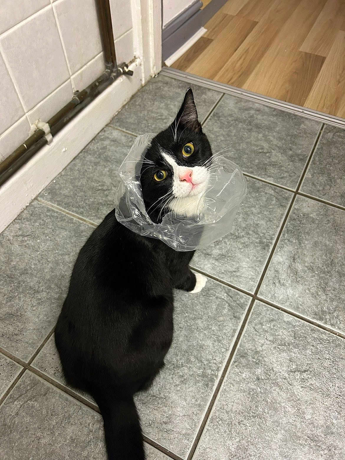 Til is registered to the contest to win money with this photo: animal, black_and_white, cat, collar, curious, cute, domestic, doorway, ears, floor, home, indoor, looking_up, pet, plastic_cone, sitting, tail, tile_floor, tuxedo_cat, whiskers