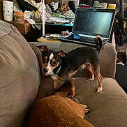 Chico joined the competition — help win amazing prizes! black_dog, brown_dog, clutter, collar, couch, cup, dish, dog, electronics, furniture, indoor, laptop, lying_down, mouse, pet, small_dog, standing, table, vacuum_cleaner, wood_paneling