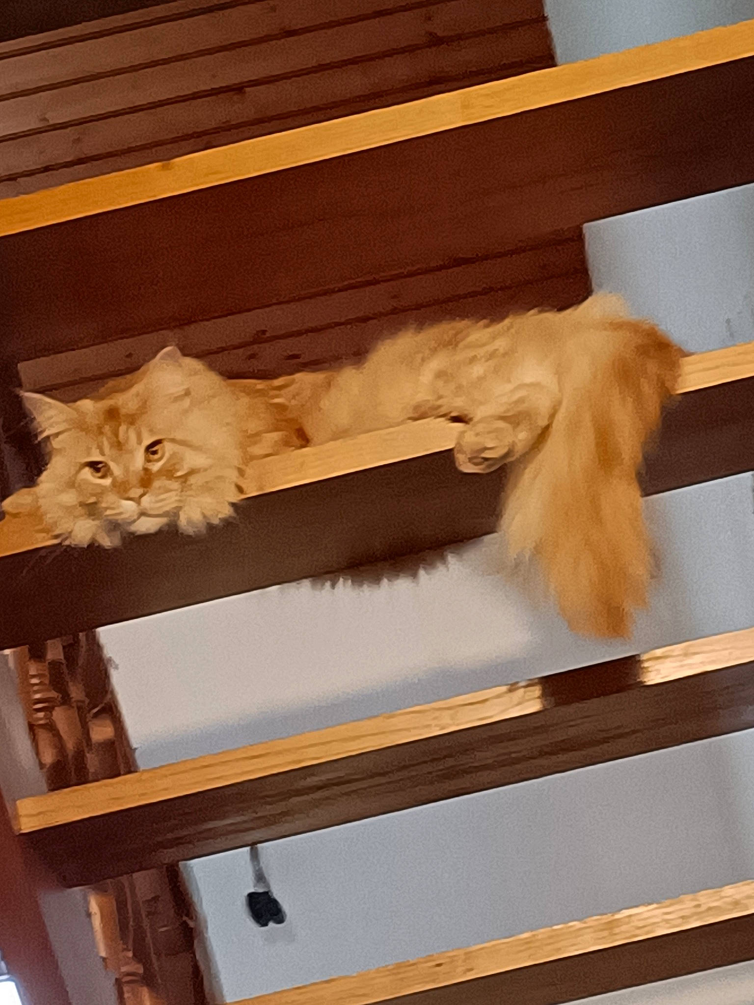 Hermès a rejoint le concours — aidez-le/la à gagner de superbes lots ! art, carnivore, cat, display_case, domestic_short_haired_cat, felidae, fur, hardwood, molding, plywood, rectangle, room, shelf, shelving, small_to_medium_sized_cats, tail, varnish, whiskers, wood, wood_stain