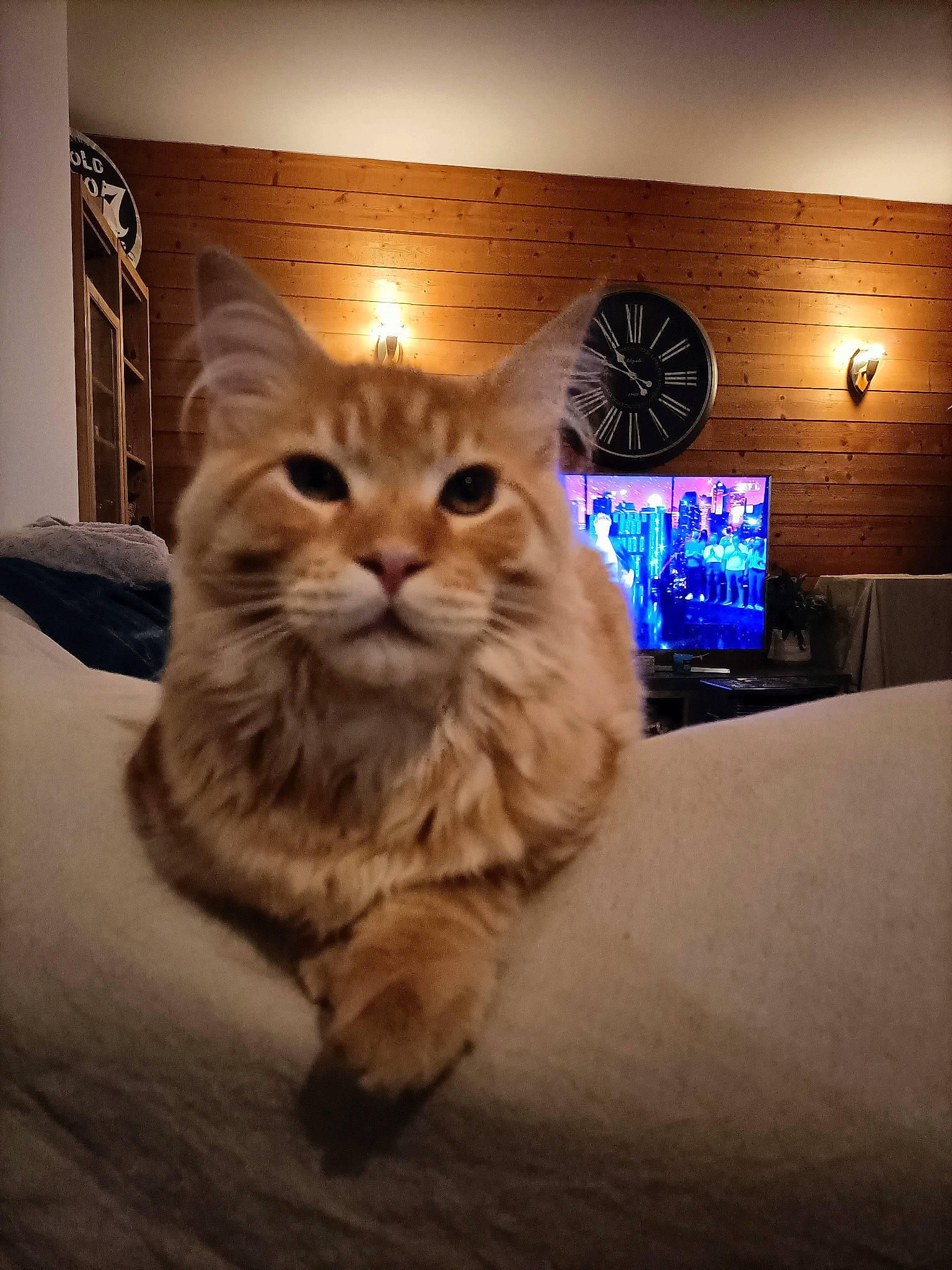 Hermes participe au concours pour gagner de l'argent avec cette photo : cardboard, carnivore, cat, chair, domestic_short_haired_cat, electric_blue, fawn, felidae, floor, flooring, fur, hardwood, paw, room, sitting, small_to_medium_sized_cats, tail, terrestrial_animal, whiskers, wood