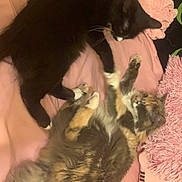 Angel is registered to the contest to win money with this photo: cat, cats, black_cat, fluffy_cat, bed, pink_bedspread, relaxed, paw, fur, animal, pet, sleeping, resting, indoor, cute, companion, feline, cozy, soft, friendship