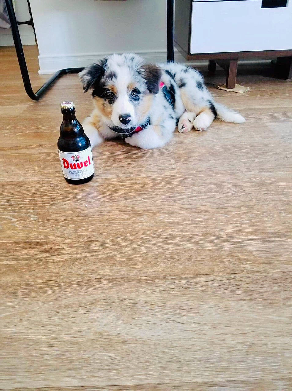 Bahia a rejoint le concours — aidez-le/la à gagner de superbes lots ! australian_shepherd, border_collie, canidae, carnivore, companion_dog, dog, dog_breed, floor, flooring, hardwood, laminate_flooring, mammal, miniature_australian_shepherd, puppy, sporting_group, wood, working_dog