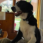 Maui joined the competition — help win amazing prizes! animal, background, black_and_white, canine, collar, daylight, dog, domestic, furniture, greenery, happy, house, indoor, lamp, looking_away, open_mouth, pet, smiling, window, wooden_wall