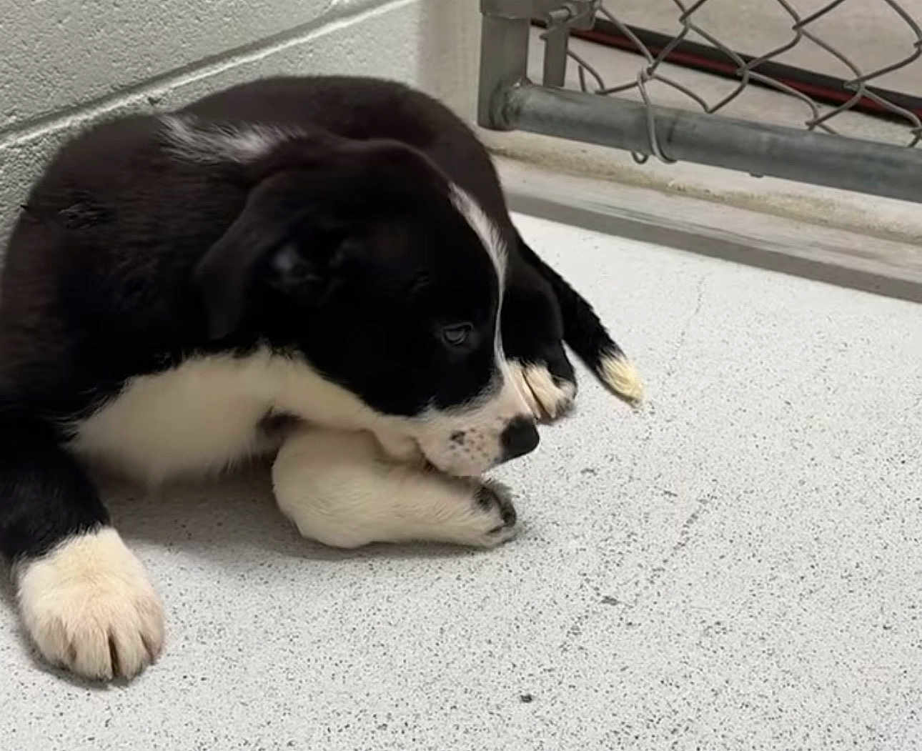 Maui is registered to the contest to win money with this photo: puppy, dog, black_and_white, paw, floor, chain_link_fence, indoor, pet, animal, cute, resting, young_dog, canine, fur, snout, ears, white_paws, black_fur, quiet, still