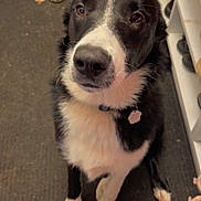 Maui is registered to the contest to win money with this photo: dog, black_and_white, sitting, indoors, shoes, slippers, mat, pet, collar, cute, looking_up, floor, home, animal, fur, paw, expression, domestic, mammal, companion