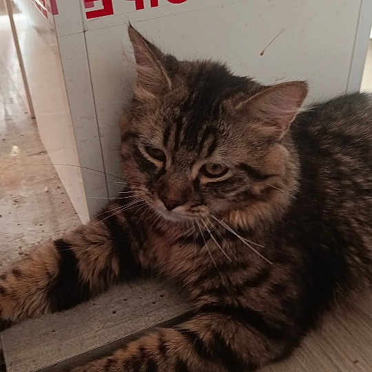 Tigrou