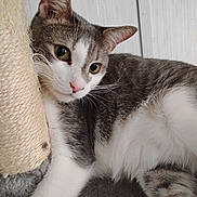 Motley joined the competition — help win amazing prizes! alert, animal, cat, close_up, curious, cute, domestic_cat, ears, face, feline, fur, gray_and_white, indoor, laying, pet, pink_nose, relaxed, scratching_post, soft, whiskers