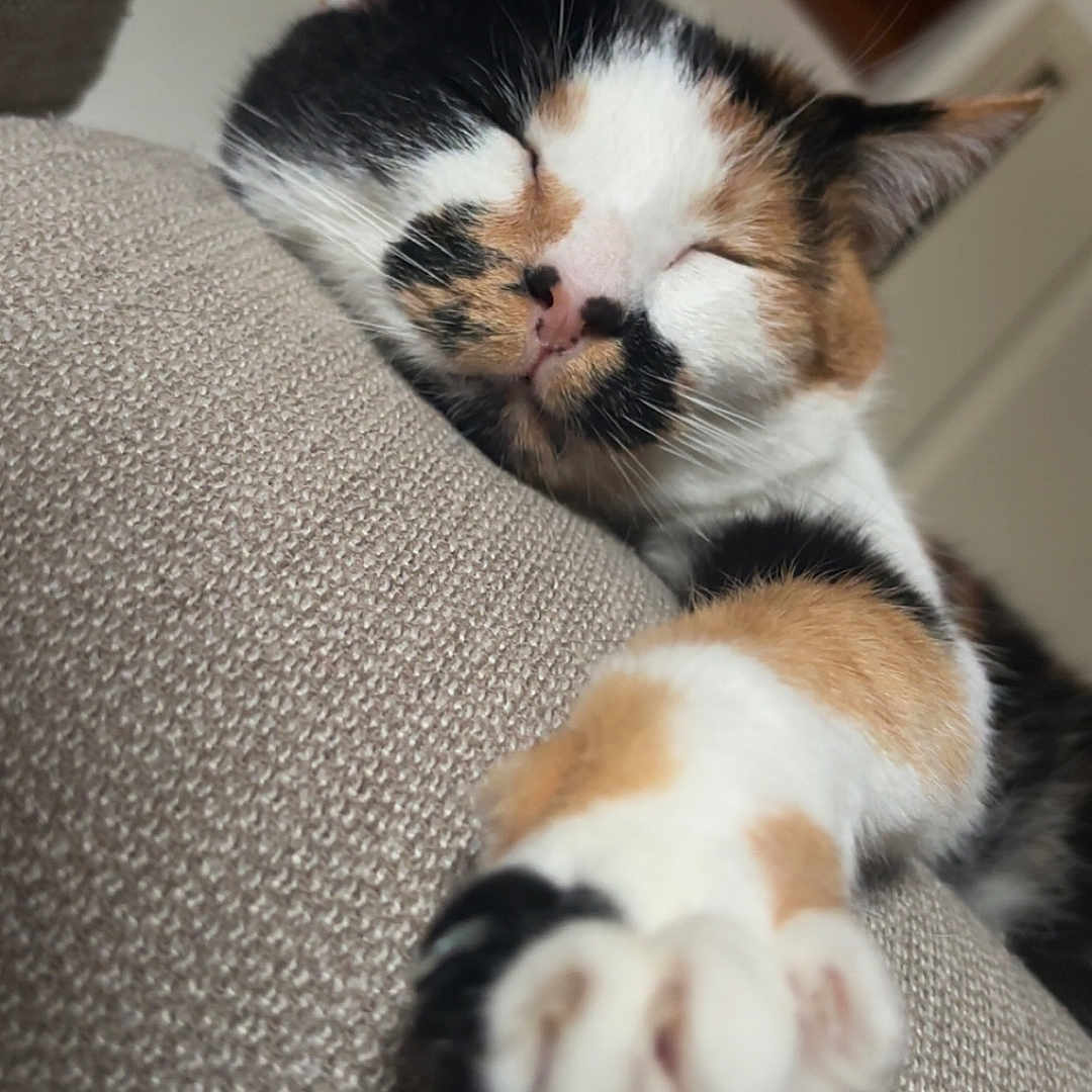 Minou participe au concours pour gagner de l'argent avec cette photo : abyssinian, animal, architecture, armchair, building, cat, chair, couch, furniture, hardwood, homedecor, indoors, kitten, livingroom, manx, person, pet, room, sleeping, wood