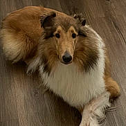 Chloe joined the competition — help win amazing prizes! dog, collie, pet, animal, fur, fluffy, indoor, floor, wooden_floor, lying_down, crossed_paws, brown, white, portrait, canine, domestic_animal, companion, cute, calm, attentive