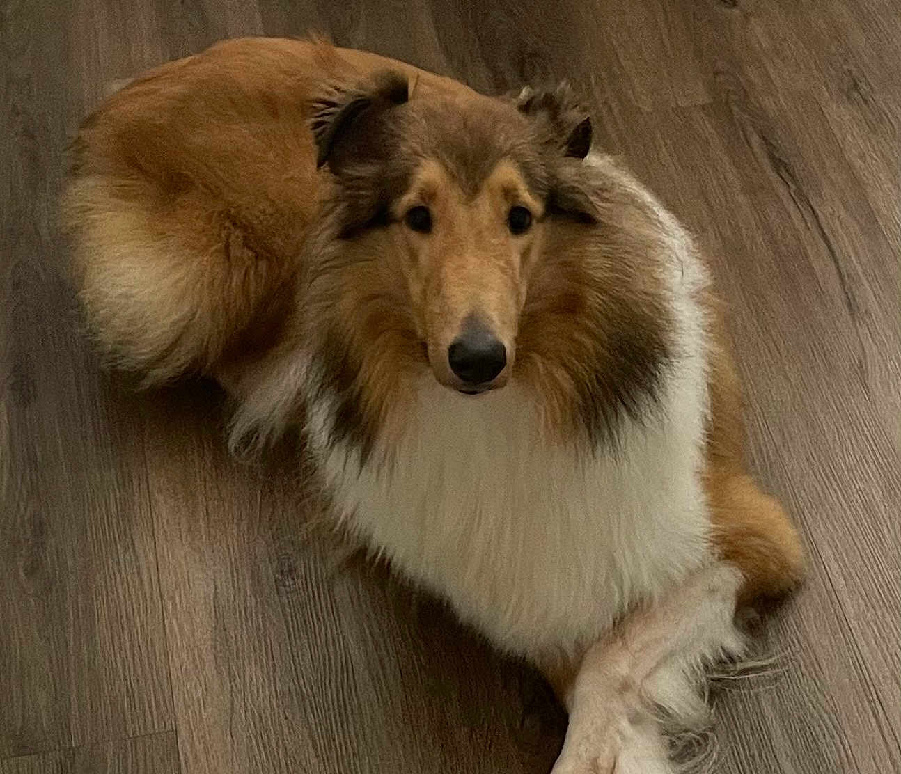 Chloe joined the competition — help win amazing prizes! dog, collie, pet, animal, fur, fluffy, indoor, floor, wooden_floor, lying_down, crossed_paws, brown, white, portrait, canine, domestic_animal, companion, cute, calm, attentive