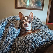 Tuffy is registered to the contest to win money with this photo: dog, chihuahua, blanket, cozy, indoor, pet, fur, small_dog, curious, wrapped, texture, home, portrait, animal, brown, white, ears, couch, relaxed, furniture