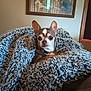 dog, chihuahua, blanket, cozy, indoor, pet, fur, small_dog, curious, wrapped, texture, home, portrait, animal, brown, white, ears, couch, relaxed, furniture