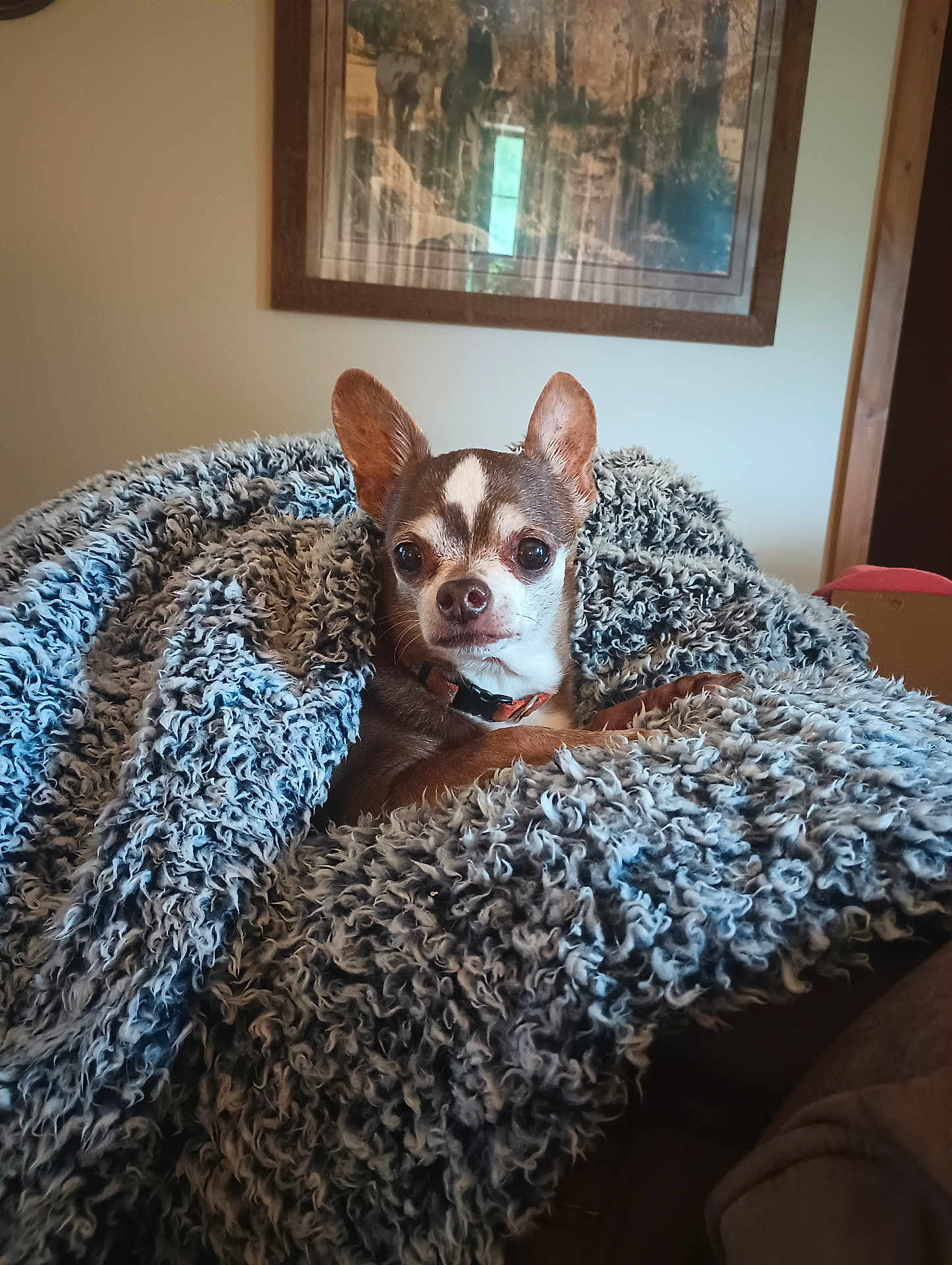 Tuffy is registered to the contest to win money with this photo: dog, chihuahua, blanket, cozy, indoor, pet, fur, small_dog, curious, wrapped, texture, home, portrait, animal, brown, white, ears, couch, relaxed, furniture