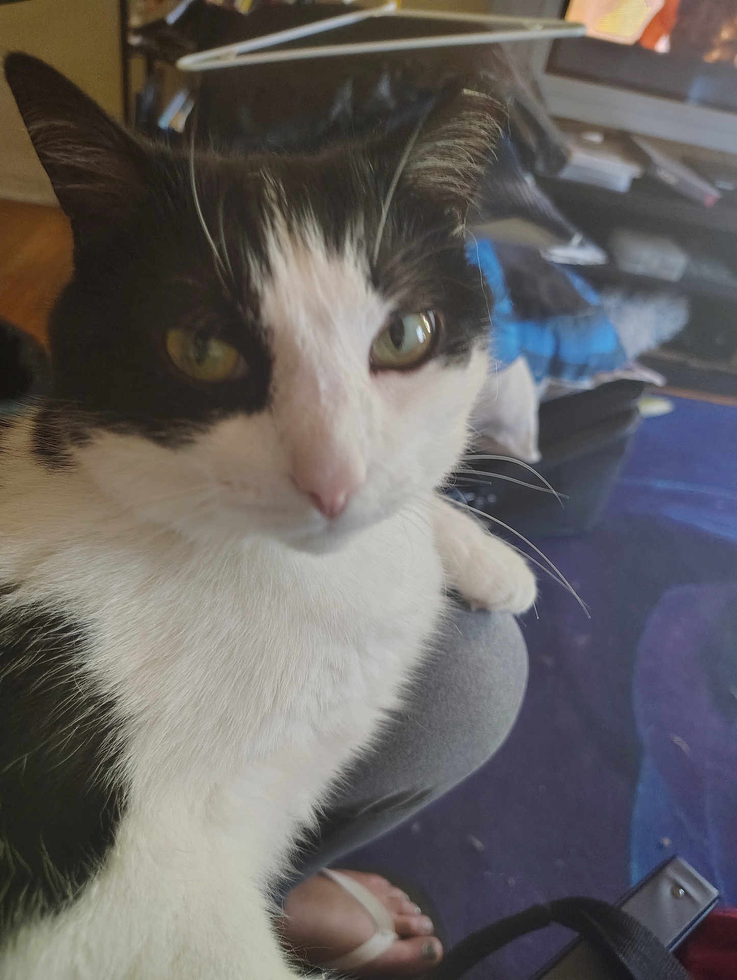 Tinker is registered to the contest to win money with this photo: cat, black_and_white, pet, indoor, close_up, animal, feline, whiskers, fur, face, eyes, lap, human_leg, footwear, sandal, carpet, furniture, home, relaxing, domestic