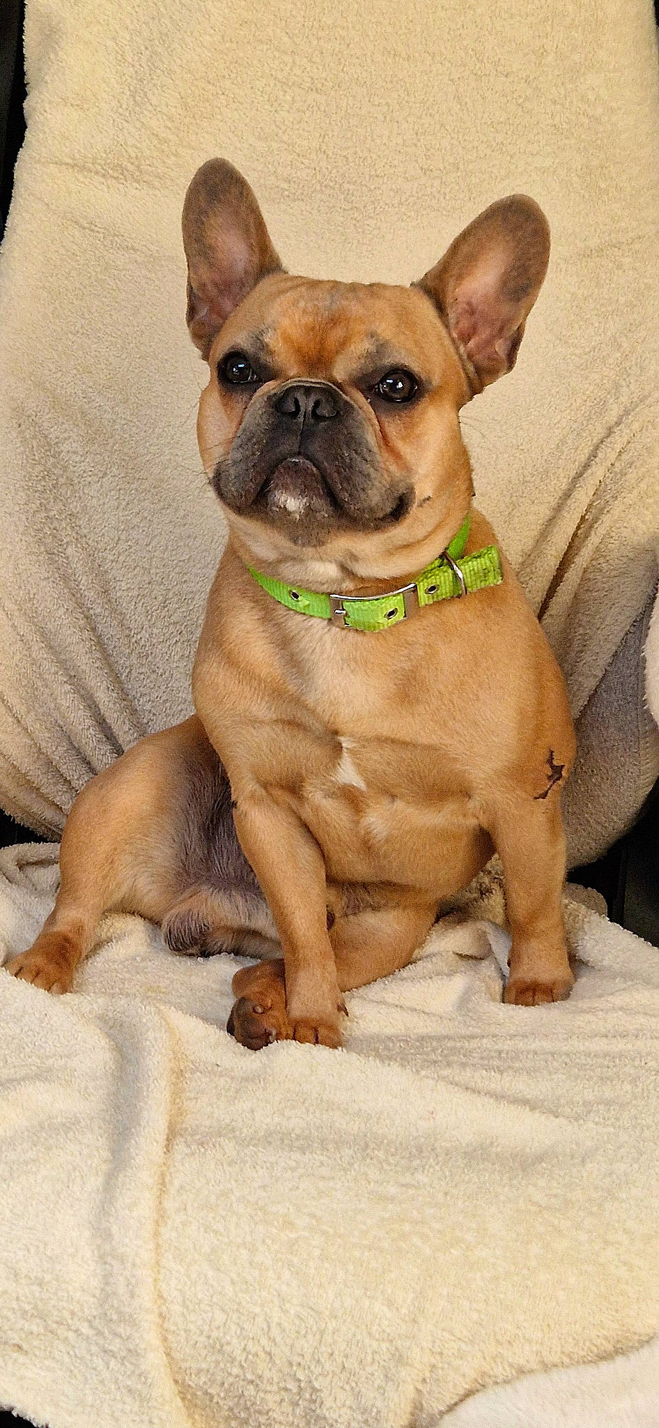 Tiki participe au concours pour gagner de l'argent avec cette photo : ancient_dog_breeds, bulldog, canidae, carnivore, collar, companion_dog, dog, dog_breed, dog_collar, fawn, french_bulldog, liver, molosser, snout, sporting_group, tie, toy_dog, whiskers, working_animal, wrinkle