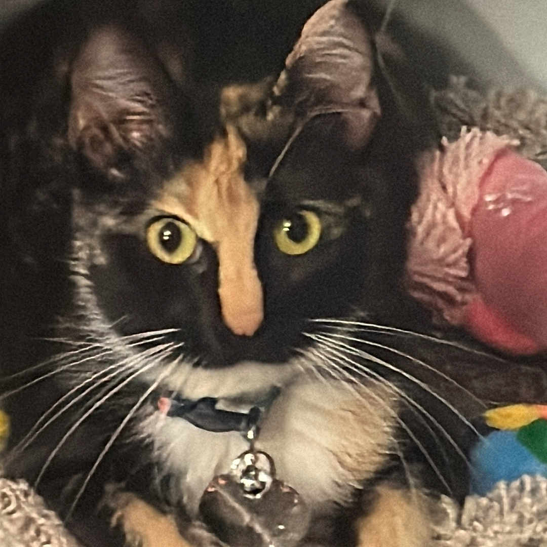 Mia is registered to the contest to win money with this photo: alert, animal, calico, carpet, cat, closeup, collar, cute, domestic, feline, fur, indoor, mammal, paws, pet, playful, resting, toy, whiskers, yellow_eyes
