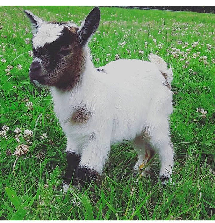 One participe au concours pour gagner de l'argent avec cette photo : cow_goat_family, ear, feral_goat, goat, goat_antelope, goats, grass, livestock, mammal, pasture, plant, snout