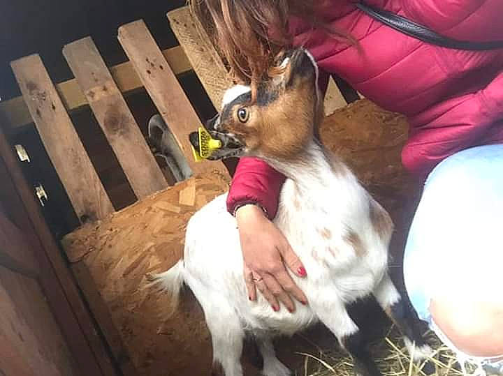 One participe au concours pour gagner de l'argent avec cette photo : bovine, canidae, cow_goat_family, dog_breed, ear, fawn, goat, goat_antelope, goats, horse, livestock, pony