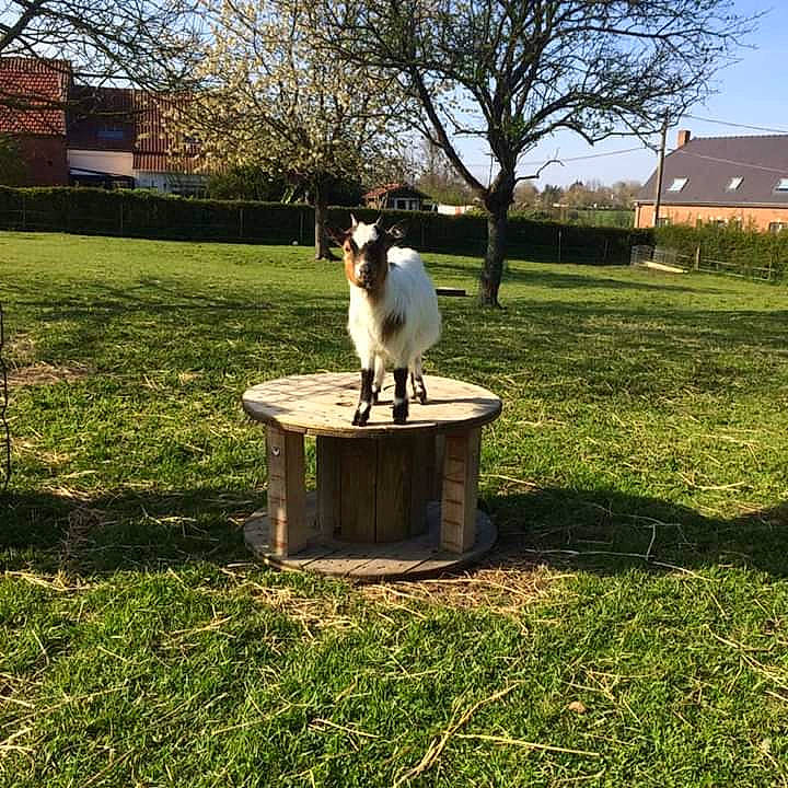 One participe au concours pour gagner de l'argent avec cette photo : canidae, carnivore, companion_dog, danish_swedish_farmdog, dog, dog_breed, goat, goats, grass, jack_russell_terrier, lawn, pasture, rat_terrier, russell_terrier, smooth_fox_terrier, sporting_group, table, toy_fox_terrier