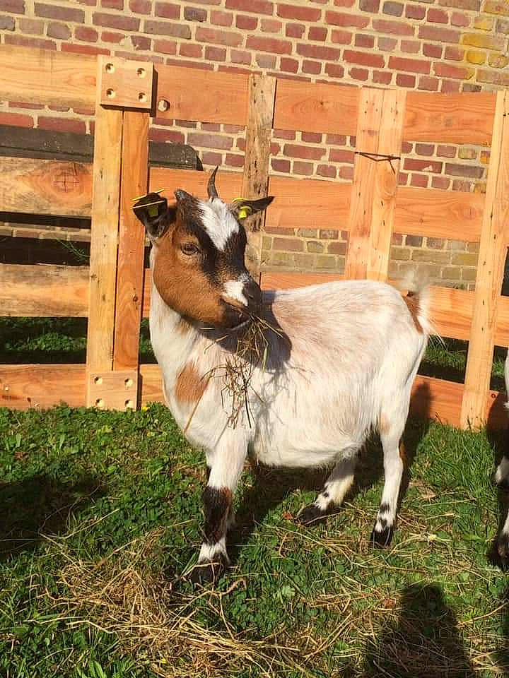One a rejoint le concours — aidez-le/la à gagner de superbes lots ! cow_goat_family, farm, goat, goat_antelope, goats, livestock, mammal, pasture, plant, vertebrate