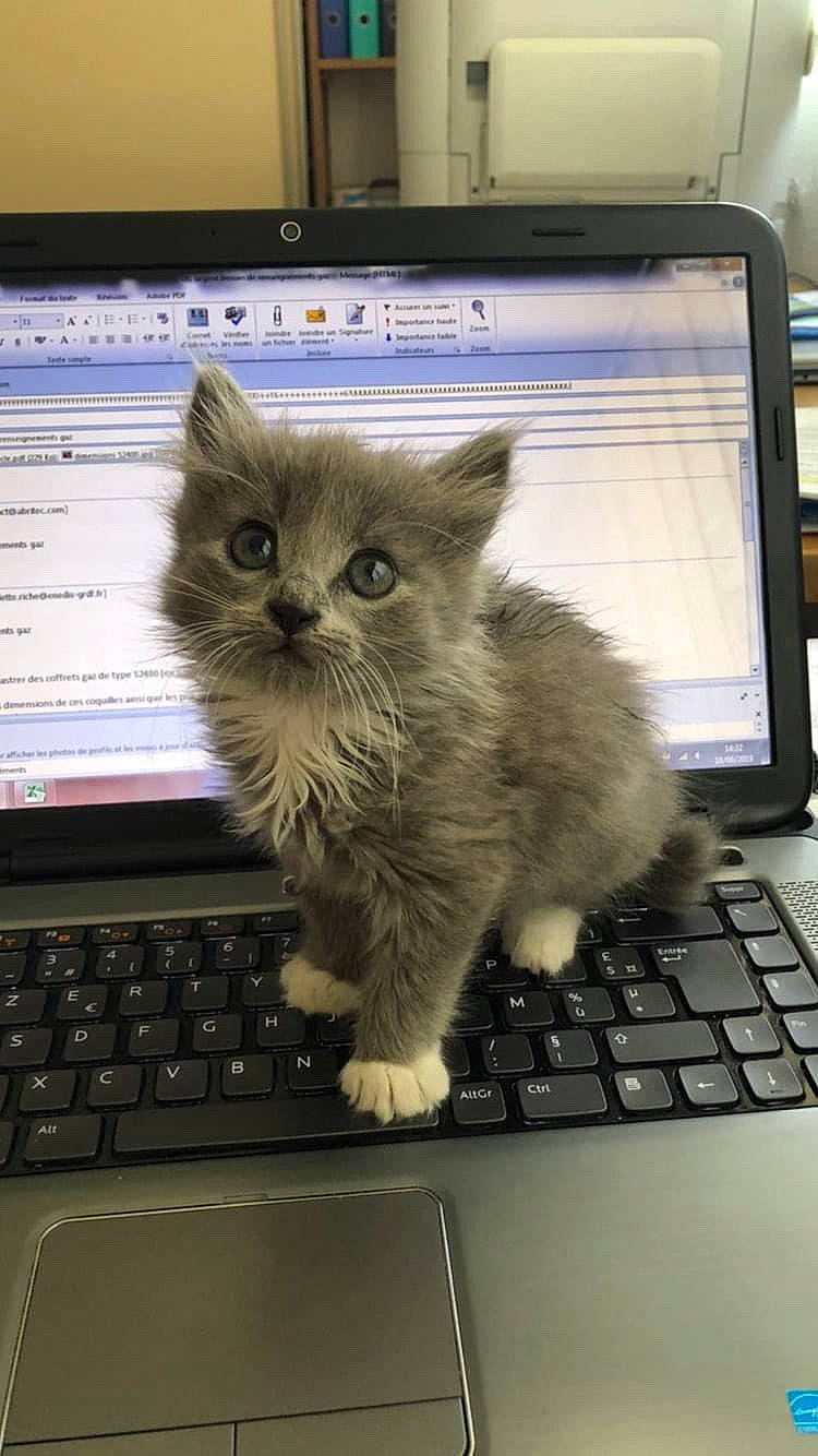 Loli a rejoint le concours — aidez-le/la à gagner de superbes lots ! carnivore, cat, computer, display_device, electronic_device, felidae, flat_panel_display, gadget, input_device, laptop, netbook, office_equipment, output_device, peripheral, personal_computer, small_to_medium_sized_cats, space_bar, technology, touchpad, whiskers