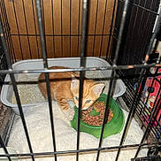 Stormy is registered to the contest to win money with this photo: kitten, cat, orange_cat, cage, pet_food, food_bowl, litter_box, blanket, indoor, pet, animal, feline, fur, cute, small, young, eyes, paw, container, floor