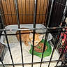 kitten, cat, orange_cat, cage, pet_food, food_bowl, litter_box, blanket, indoor, pet, animal, feline, fur, cute, small, young, eyes, paw, container, floor