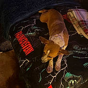 Sasha joined the competition — help win amazing prizes! dog, blanket, plaid, remote_control, indoor, resting, brown_dog, fur, sleeping, bedroom, carpet, fabric, furniture, cozy, quiet, home, relaxing, laying_down, calm, domestic