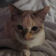 Sweetiegirl is registered to the contest to win money with this photo: cat, kitten, pet, animal, portrait, close_up, face, eyes, ears, whiskers, fur, cream_fur, brown_markings, pink_nose, blanket, bed, indoors, cozy, sleepy, relaxed