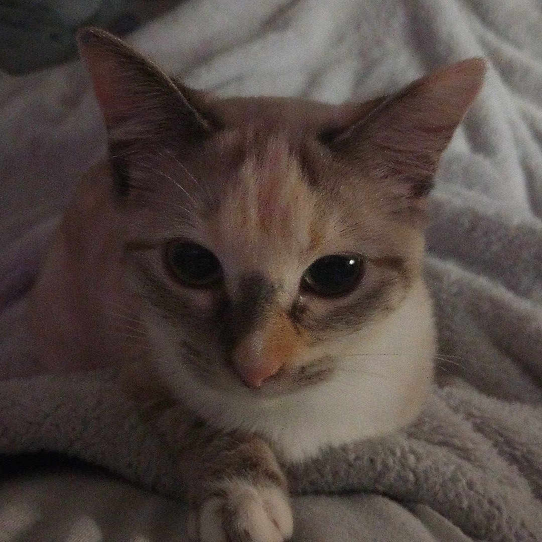 Sweetiegirl is registered to the contest to win money with this photo: cat, kitten, pet, animal, portrait, close_up, face, eyes, ears, whiskers, fur, cream_fur, brown_markings, pink_nose, blanket, bed, indoors, cozy, sleepy, relaxed
