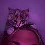 Mango is registered to the contest to win money with this photo: animal, cat, closeup, companion, curious, cute, eyes, face, feline, hair, head, indoor, kitten, paws, person, pet, portrait, purple_light, whiskers, young