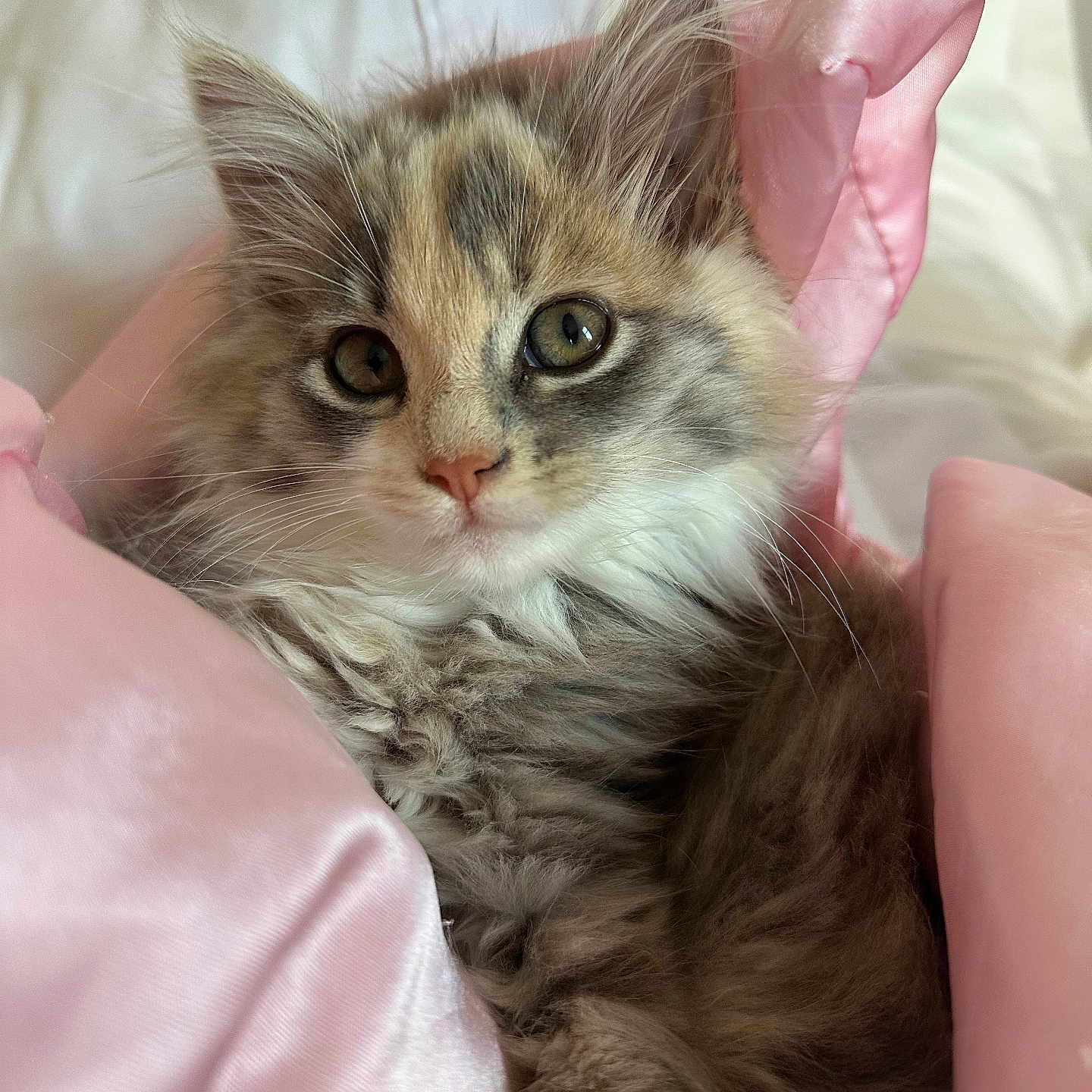 Mango is registered to the contest to win money with this photo: animal, bed, cat, close_up, cozy, cute, cute_pet, eyes, fabric, fluffy, fur, kitten, pet, pink, portrait, resting, satin, soft, whiskers, young