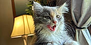 Mango is registered to the contest to win money with this photo: animal, cat, closeup, couch, cozy, curtain, domestic, feline, fur, home, indoor, kitten, lamp, mouth_open, paw, pet, relaxing, soft_light, whiskers, window