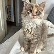 Mango is registered to the contest to win money with this photo: animal, bed, cat, curious, cute, domestic_cat, ears, feline, fluffy, indoor, kitten, pet, room, sitting, small, soft_fur, whiskers, white_bedspread, wide_eyes, young_cat