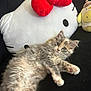 Mango joined the competition — help win amazing prizes! animal, black_fabric, cat, couch, cozy, cute, feline, fluffy, hello_kitty, indoor, kitten, lying_down, pet, pink_paw, plush_toy, relaxed, soft_toys, stuffed_animal, toy, whiskers