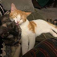 Rusty is registered to the contest to win money with this photo: cat, cats, orange_cat, tortoiseshell_cat, grooming, licking, cuddling, cozy, blanket, couch, pillow, indoor, pet, domestic_animal, fur, whiskers, sleeping, nap, paw, close_up