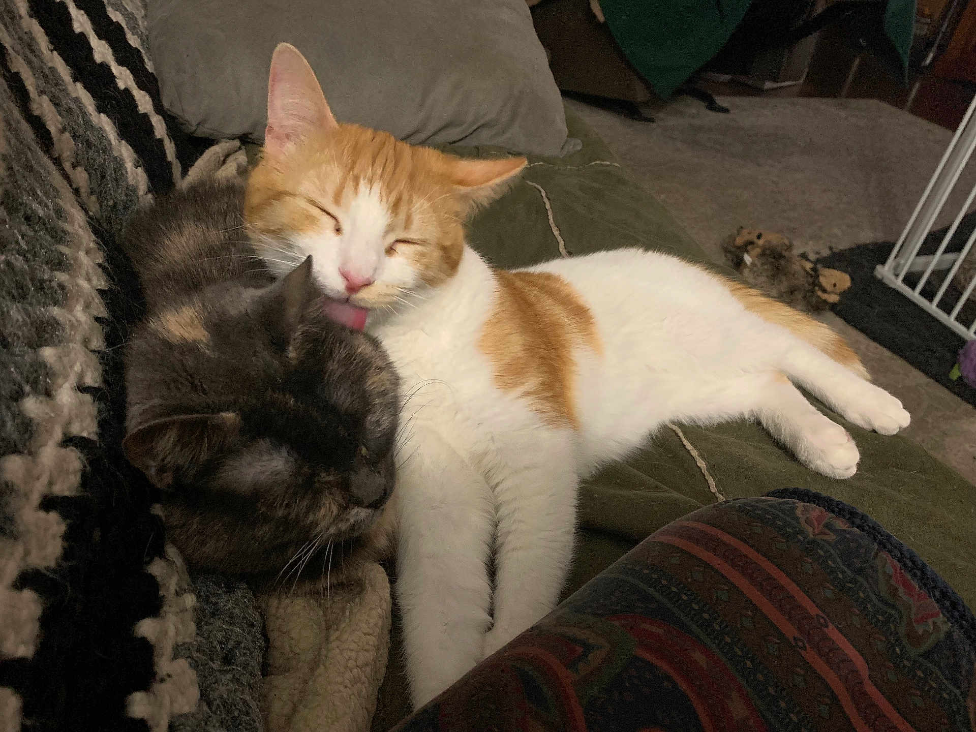 Rusty is registered to the contest to win money with this photo: cat, cats, orange_cat, tortoiseshell_cat, grooming, licking, cuddling, cozy, blanket, couch, pillow, indoor, pet, domestic_animal, fur, whiskers, sleeping, nap, paw, close_up