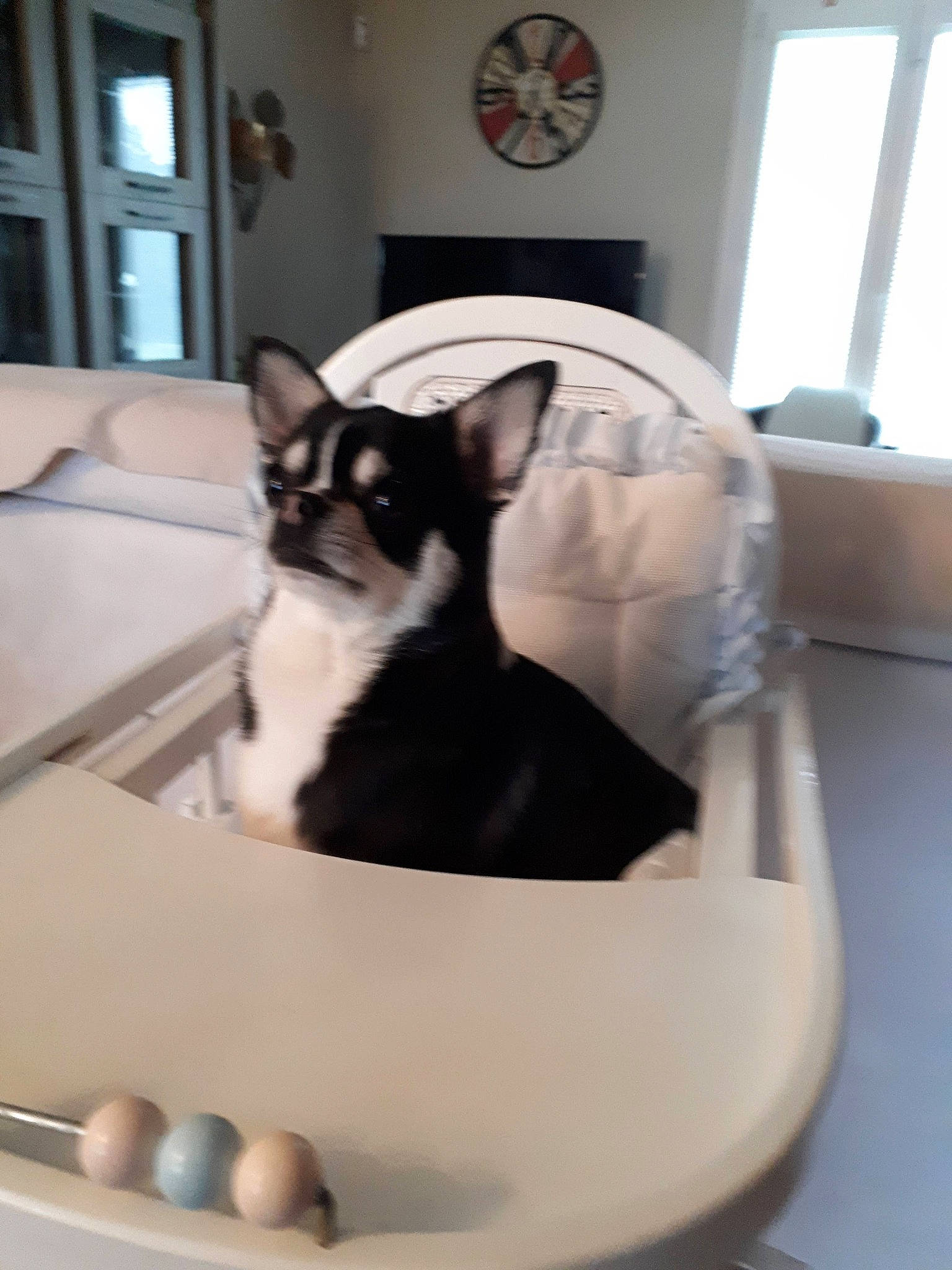 Shanel participe au concours pour gagner de l'argent avec cette photo : automotive_design, carnivore, cat, cat_bed, cat_supply, comfort, companion_dog, dog_breed, felidae, flooring, fur, pet_supply, room, small_to_medium_sized_cats, whiskers, window