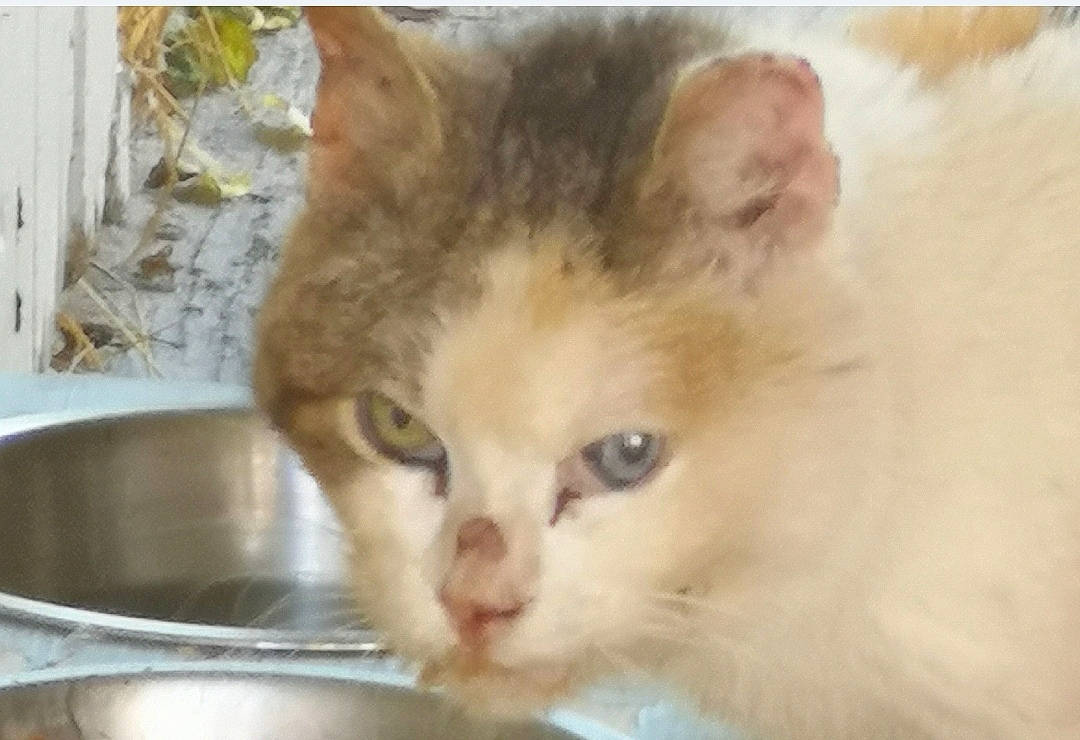 Boubouille participe au concours pour gagner de l'argent avec cette photo : bowl, carnivore, cat, cat_supply, domestic_short_haired_cat, fawn, felidae, fur, kitchen_utensil, mixing_bowl, pet_supply, serveware, small_to_medium_sized_cats, snout, terrestrial_animal, whiskers