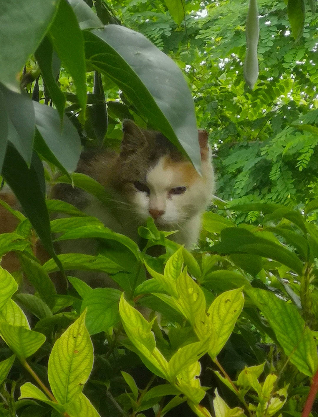 Boubouille participe au concours pour gagner de l'argent avec cette photo : botany, branch, carnivore, cat, fawn, felidae, grass, groundcover, organism, plant, shrub, small_to_medium_sized_cats, snout, tail, terrestrial_plant, tree, twig, vegetation, whiskers, wood