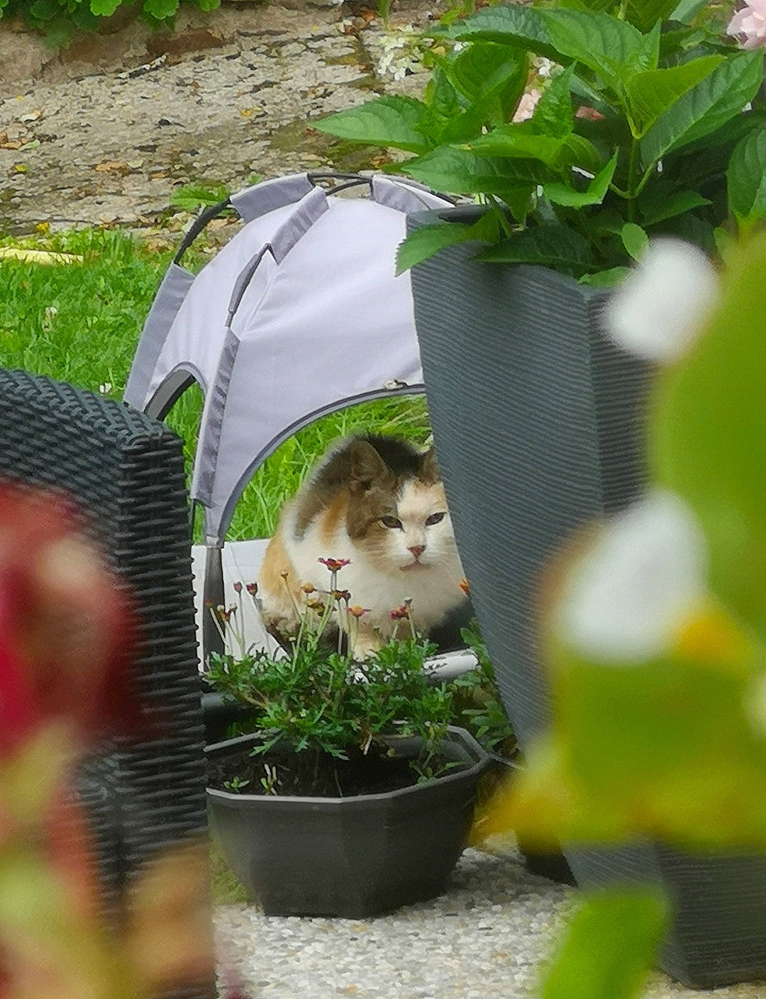 Boubouille participe au concours pour gagner de l'argent avec cette photo : carnivore, cat, domestic_short_haired_cat, felidae, flowerpot, fur, garden, grass, grass_family, groundcover, herb, houseplant, landscape, leaf_vegetable, plant, small_to_medium_sized_cats, tail, whiskers, wildlife, yard